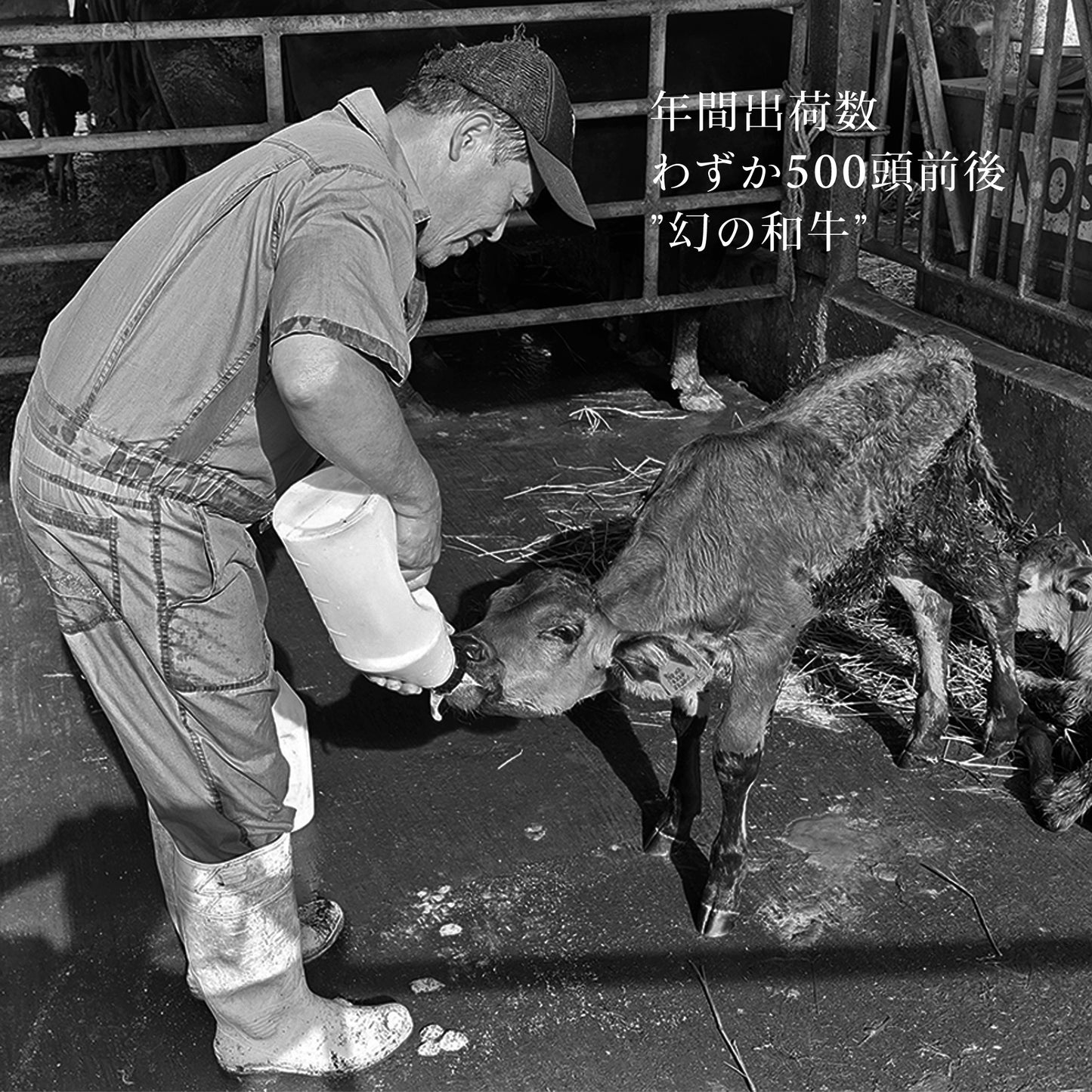 【冬の贅沢なおもてなし お歳暮特選冬ギフト】肉の旨味を味わう 美崎牛 特選ロースしゃぶしゃぶ用｜贈答用化粧箱・のし対応