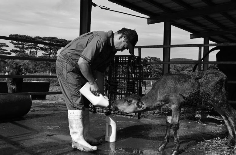 牛にミルクを飲ますオーナー