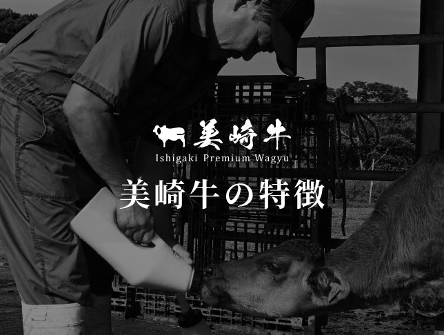 美崎牛の特徴